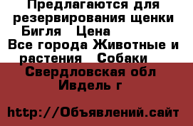Предлагаются для резервирования щенки Бигля › Цена ­ 40 000 - Все города Животные и растения » Собаки   . Свердловская обл.,Ивдель г.